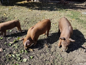 Purcei porc Duroc  - imagine 5