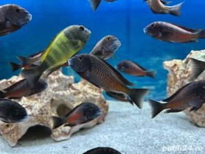 Tropheus ciclide africane