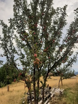 Casa individuala cu teren zona Paltinis - imagine 18