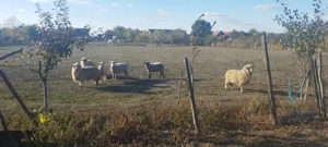 Oi de vânzare 6 bucăți în Dud, jud. Arad - imagine 2