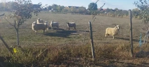 Oi de vânzare 6 bucăți în Dud, jud. Arad - imagine 4