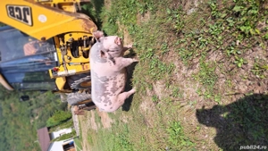 vand porc(Scroafa) - imagine 2