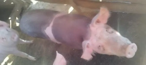 Vând 4 porci  în Dud, jud. Arad - imagine 3