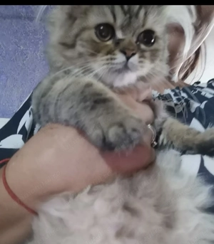 Pisicute persane - imagine 3