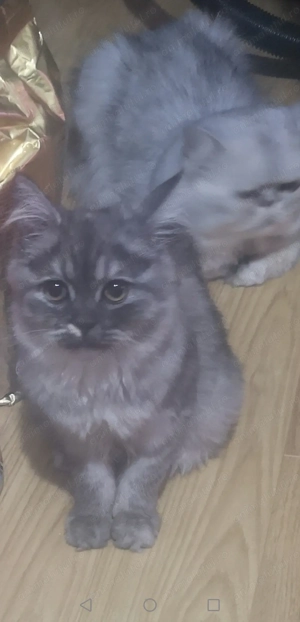 Pisicute persane - imagine 2