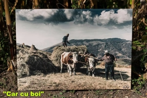 Fotografii tiparite pe panza!