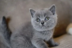 Fetitai British Shorthair Blue