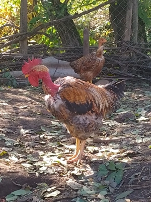 Cocos de vanzare - imagine 2