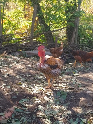 Cocos de vanzare - imagine 4