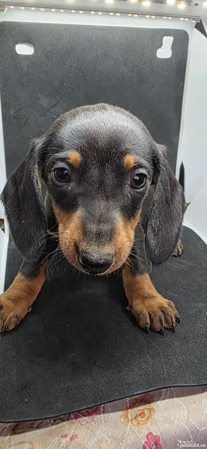 Vand Catei Teckel cu par scurt - imagine 4 Vand Catei Teckel cu par scurt - imagine 4