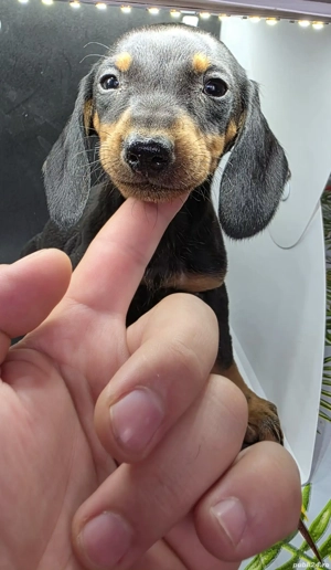 Vand Catei Teckel cu par scurt - imagine 3 Vand Catei Teckel cu par scurt - imagine 3