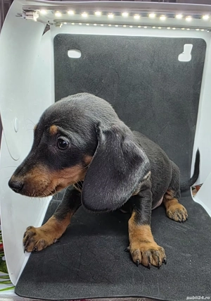 Vand Catei Teckel cu par scurt - imagine 2 Vand Catei Teckel cu par scurt - imagine 2