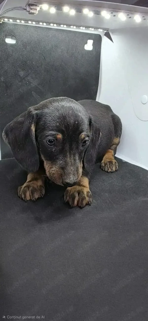 Vand Catei Teckel cu par scurt