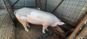 Porci de vânzare,pentru Crăciun! 