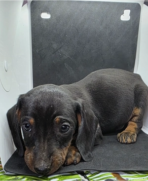 Vand Catei Teckel cu par scurt - imagine 5 Vand Catei Teckel cu par scurt - imagine 5