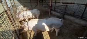 Porci de vânzare,pentru Crăciun!  - imagine 3 Porci de vânzare,pentru Crăciun!  - imagine 3