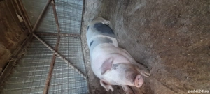 Porci de vânzare,pentru Crăciun!  - imagine 5 Porci de vânzare,pentru Crăciun!  - imagine 5