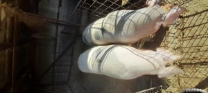 Porci de vânzare,pentru Crăciun!  - imagine 4 Porci de vânzare,pentru Crăciun!  - imagine 4