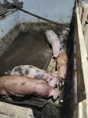 Vindem si pregatim porci in viu sau taiati 70-80 kg