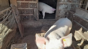 Vand 4 porci .... - imagine 3