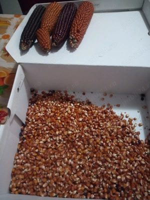 Vând porumb negru bob mărunt 
