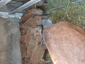 Purcei de mangalița