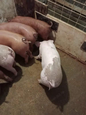 Vând porci - imagine 2