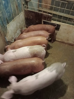 Vând porci - imagine 3