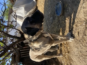 Kangal Malalki Turcesc, varsta 3 ani - imagine 2