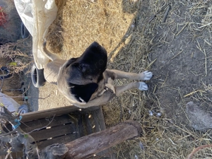 Kangal Malalki Turcesc, varsta 3 ani - imagine 3