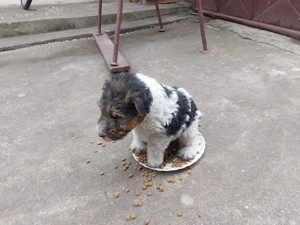 Fox Terrier sarmos  - imagine 4