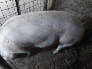 Porci de vânzare  - imagine 2