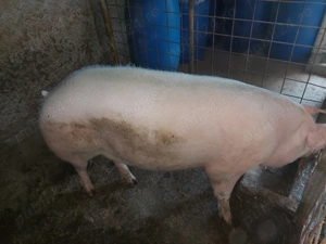 Porci de vânzare  - imagine 5