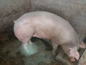 Porci de vânzare  - imagine 3