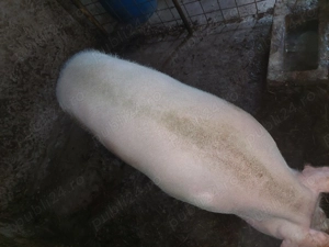 Porci de vânzare  - imagine 4