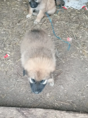 Vând căței ciobanesti  - imagine 5