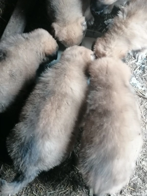 Vând căței ciobanesti 