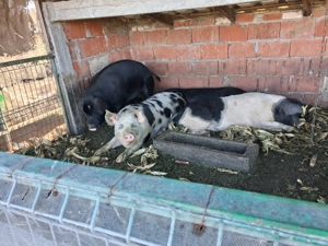 Vând porci de carne 140-200kg