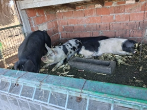 Vând porci de carne 140-200kg - imagine 3