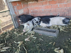 Vând porci de carne 140-200kg - imagine 2