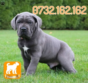 HRANA GRATUITA-Rezerva acum un Cane Corso Masiv de vanzare cu Factura-Microcip-Transport la Brasov - imagine 3