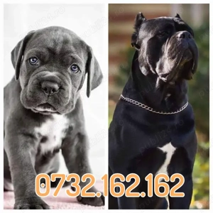 HRANA GRATUITA-Rezerva acum un Cane Corso Masiv de vanzare cu Factura-Microcip-Transport la Brasov - imagine 2