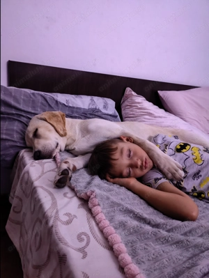 Labrador Retriever - femela - imagine 3