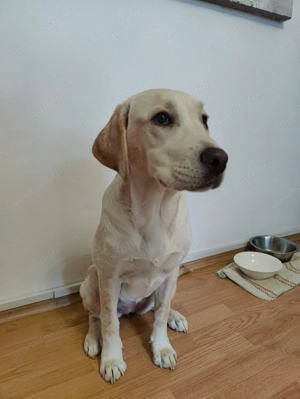 Labrador Retriever - femela - imagine 2