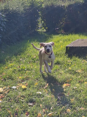 Labrador Retriever - femela - imagine 4