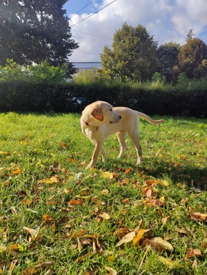 Labrador Retriever - femela - imagine 5