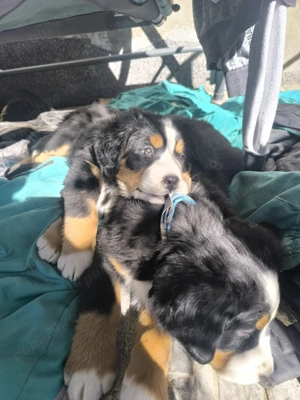 Pui Ciobanesc de Berna cu carnet de sănătate   disponibili - imagine 2