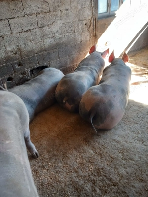 Porci 150-200 kg
