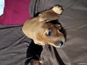 Teckel metis - imagine 5