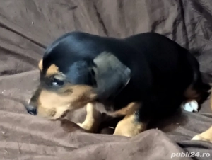 Teckel metis - imagine 3